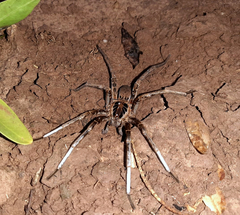 Ancylometes concolor
