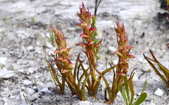 Disa reticulata