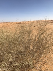 Haloxylon persicum