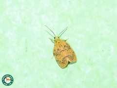 Barsinella mirabilis