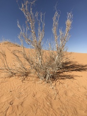 Haloxylon persicum