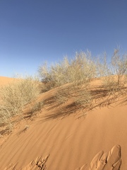 Haloxylon persicum