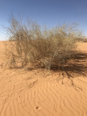 Haloxylon persicum