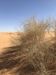 Haloxylon persicum