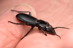 Pterostichus lama