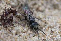 Tachysphex nitidus
