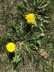 Taraxacum officinale