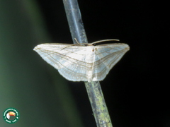 Arcobara tergeminaria