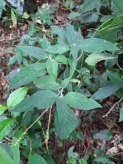 Heliotropium transalpinum