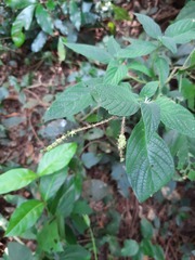 Heliotropium transalpinum