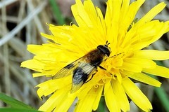 Leucozona lucorum