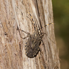 Alcaeus varicornis