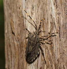 Alcaeus varicornis