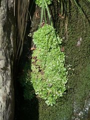 Micranthes stellaris