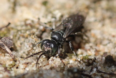 Tachysphex nitidus