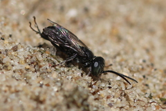 Tachysphex nitidus