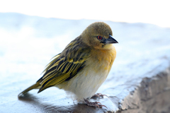 Ploceus cucullatus