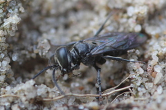 Tachysphex nitidus