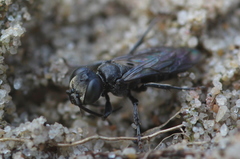 Tachysphex nitidus