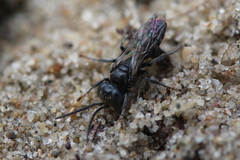 Tachysphex nitidus