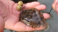 Trinectes maculatus