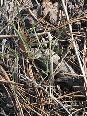 Lathyrus lanszwertii