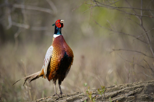 Foto de Common Pheasant