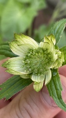 Astrantia