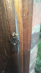 Sarconesiopsis magellanica