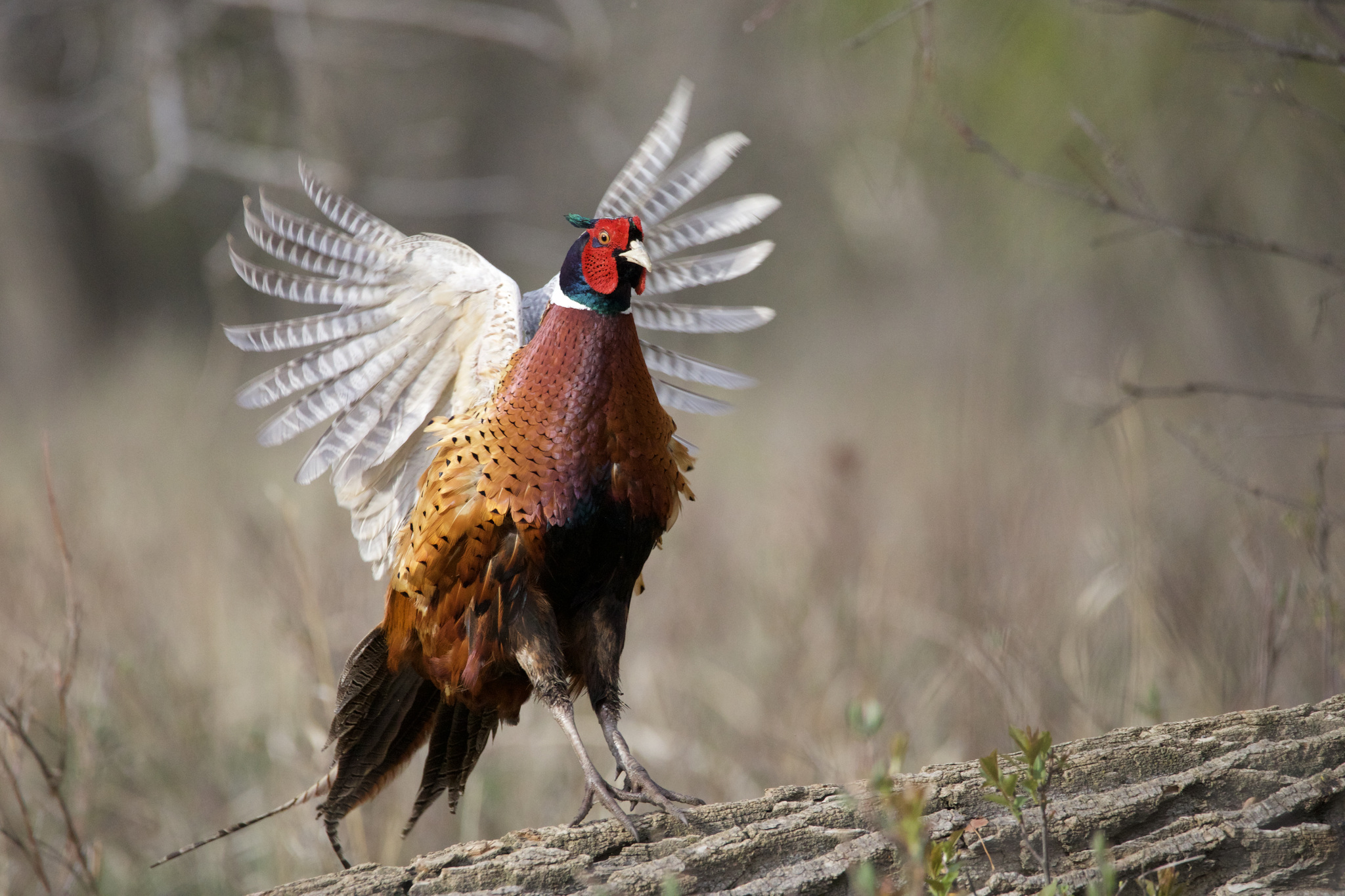 Common Pheasant illustration