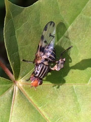 Otites porcus