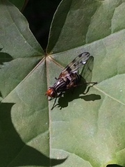 Otites porcus