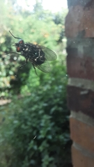 Sarconesiopsis magellanica