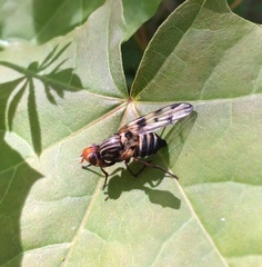 Otites porcus