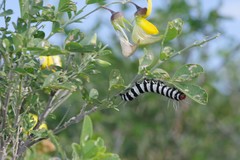 Amphicallia bellatrix