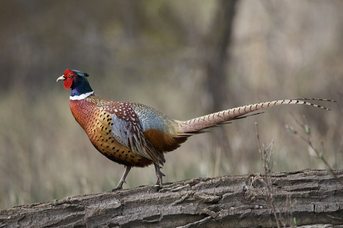 Foto de Common Pheasant