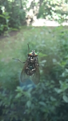 Sarconesiopsis magellanica