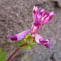 Corydalis incisa