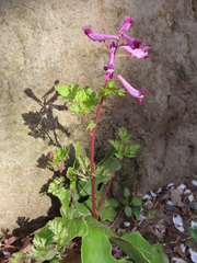 Corydalis incisa