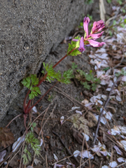 Corydalis incisa