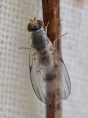 Palloptera umbellatarum