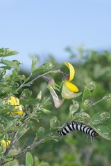 Amphicallia bellatrix