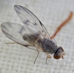 Palloptera umbellatarum