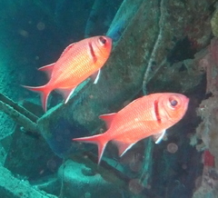 Myripristis jacobus