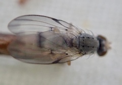 Palloptera umbellatarum