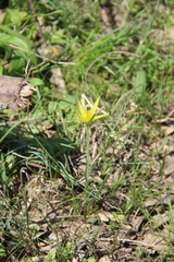 Gagea reticulata