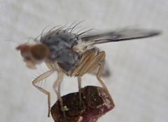 Palloptera umbellatarum