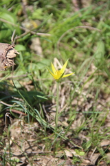 Gagea reticulata