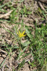 Gagea reticulata