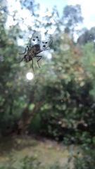 Diptera